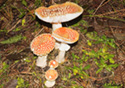 Amanita muscaria